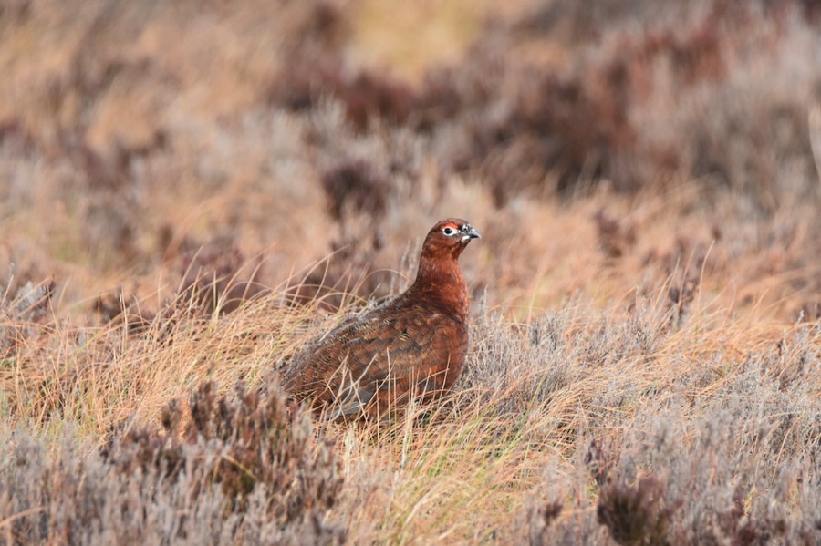 Red grouse, Langholm Moor